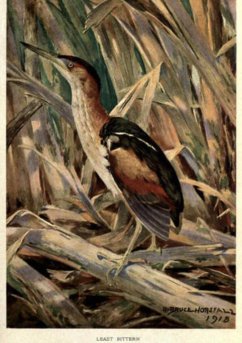 Reproducción/Reproduction 6302209625: Portraits and habits of our birds v.2. New York city :National association of Audubon societies,1920- 
