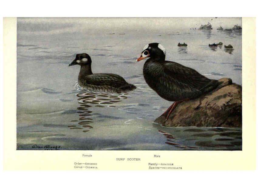 Reproducción/Reproduction 6302204355: Portraits and habits of our birds v.2. New York city :National association of Audubon societies,1920- 