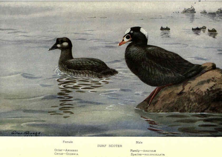Reproducción/Reproduction 6302204355: Portraits and habits of our birds v.2. New York city :National association of Audubon societies,1920- 