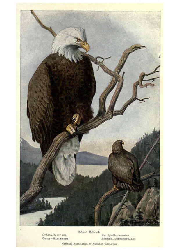 Reproducción/Reproduction 6302729866: Portraits and habits of our birds v.2. New York city :National association of Audubon societies,1920- 