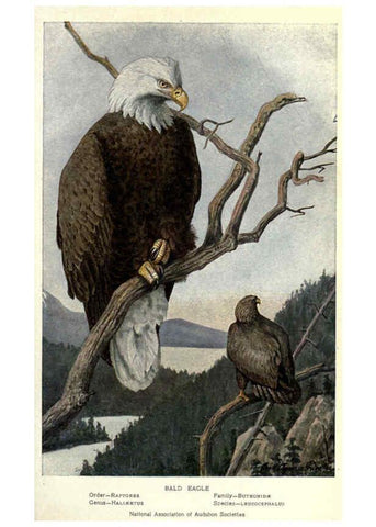 Reproducción/Reproduction 6302729866: Portraits and habits of our birds v.2. New York city :National association of Audubon societies,1920- 