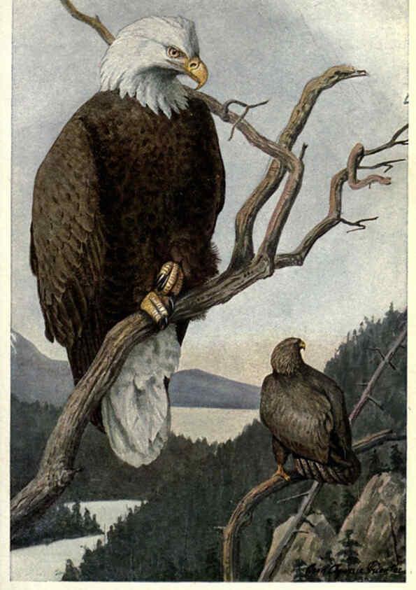 Reproducción/Reproduction 6302729866: Portraits and habits of our birds v.2. New York city :National association of Audubon societies,1920- 