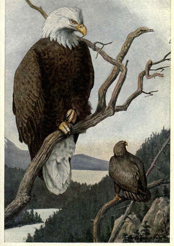 Reproducción/Reproduction 6302729866: Portraits and habits of our birds v.2. New York city :National association of Audubon societies,1920- 