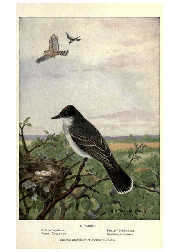 Reproducción/Reproduction 6302203727: Portraits and habits of our birds v.2. New York city :National association of Audubon societies,1920- 