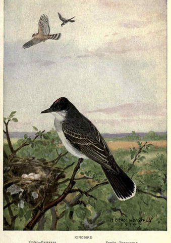 Reproducción/Reproduction 6302203727: Portraits and habits of our birds v.2. New York city :National association of Audubon societies,1920- 