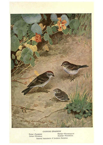 Reproducción/Reproduction 6302729238: Portraits and habits of our birds v.2. New York city :National association of Audubon societies,1920- 