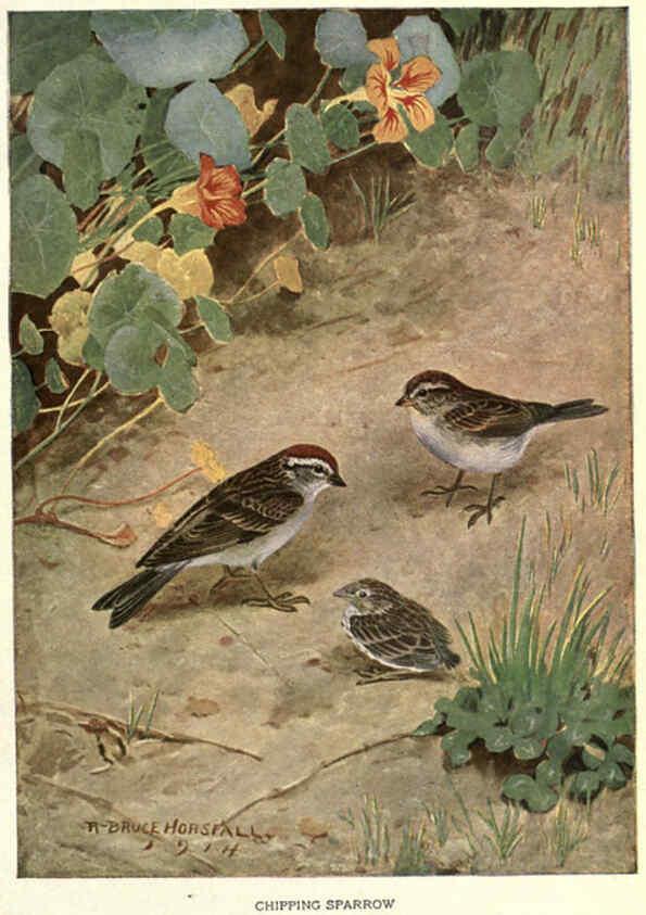 Reproducción/Reproduction 6302729238: Portraits and habits of our birds v.2. New York city :National association of Audubon societies,1920- 