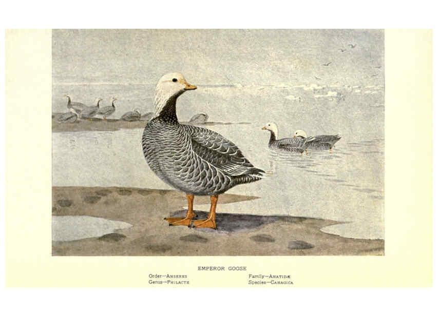 Reproducción/Reproduction 6302198089: Portraits and habits of our birds v.2. New York city :National association of Audubon societies,1920- 