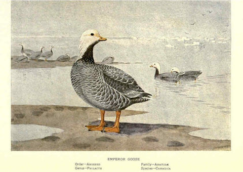 Reproducción/Reproduction 6302198089: Portraits and habits of our birds v.2. New York city :National association of Audubon societies,1920- 
