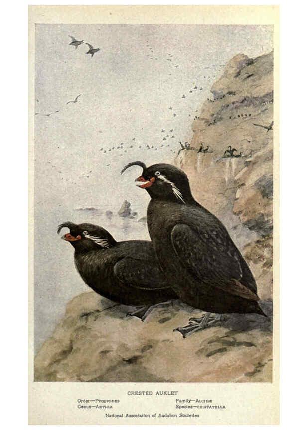 Reproducción/Reproduction 6302724268: Portraits and habits of our birds v.2. New York city :National association of Audubon societies,1920- 