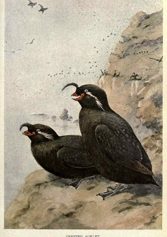 Reproducción/Reproduction 6302724268: Portraits and habits of our birds v.2. New York city :National association of Audubon societies,1920- 