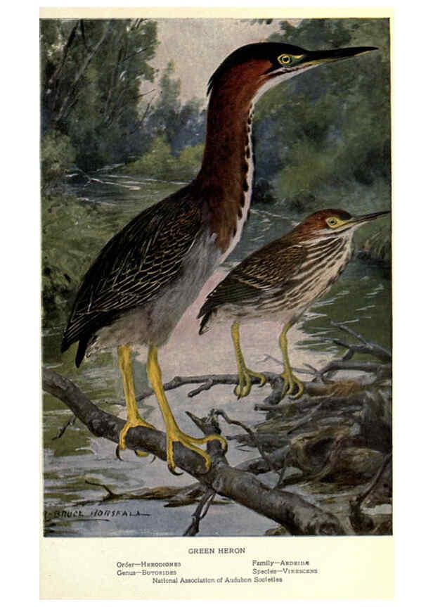 Reproducción/Reproduction 6302198623: Portraits and habits of our birds v.2. New York city :National association of Audubon societies,1920- 