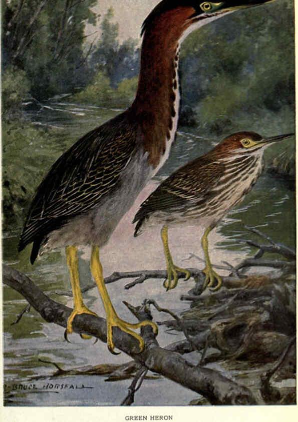 Reproducción/Reproduction 6302198623: Portraits and habits of our birds v.2. New York city :National association of Audubon societies,1920- 