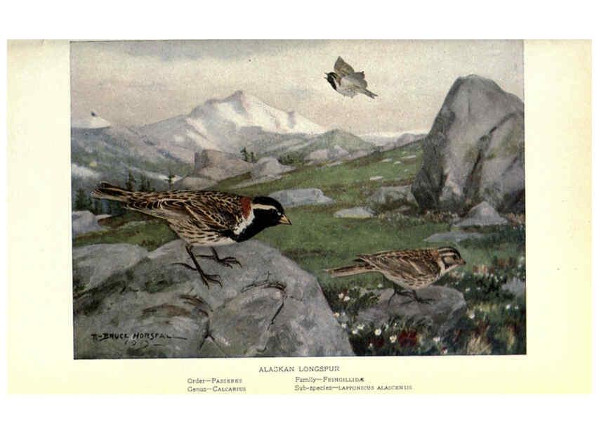 Reproducción/Reproduction 6302199001: Portraits and habits of our birds v.2. New York city :National association of Audubon societies,1920- 