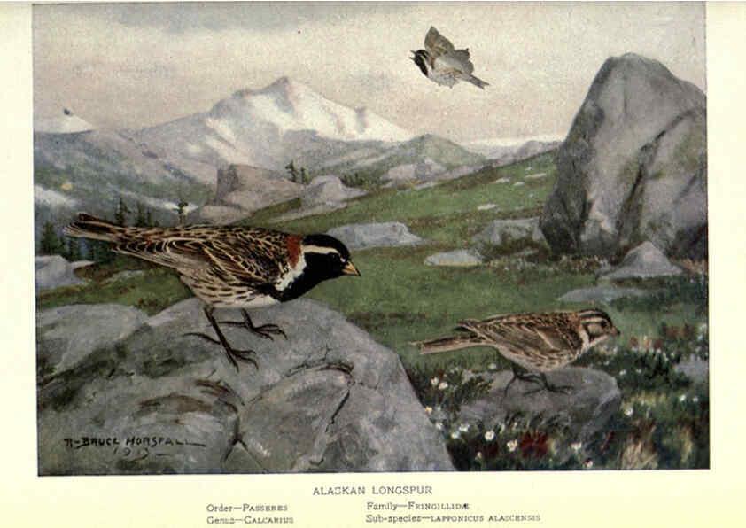 Reproducción/Reproduction 6302199001: Portraits and habits of our birds v.2. New York city :National association of Audubon societies,1920- 