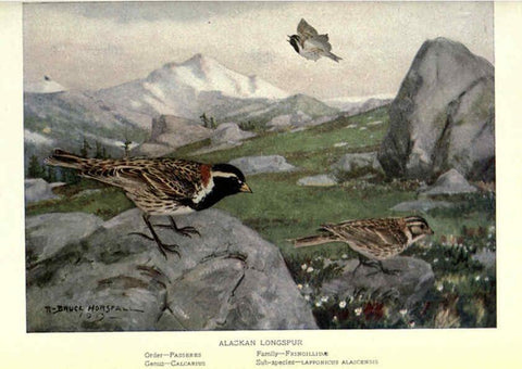 Reproducción/Reproduction 6302199001: Portraits and habits of our birds v.2. New York city :National association of Audubon societies,1920- 
