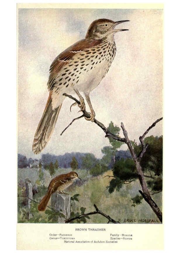 Reproducción/Reproduction 6302725176: Portraits and habits of our birds v.2. New York city :National association of Audubon societies,1920- 