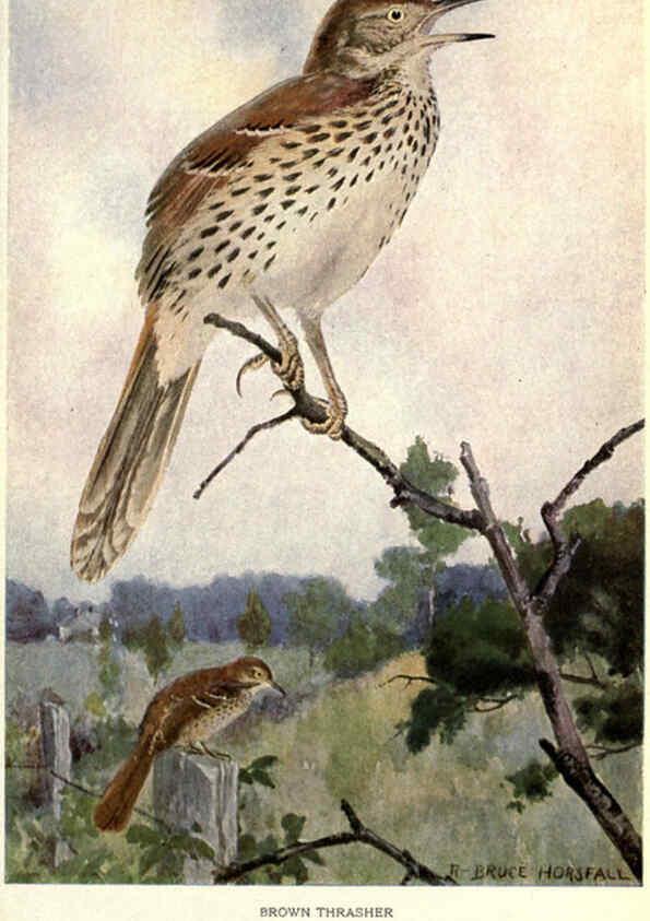 Reproducción/Reproduction 6302725176: Portraits and habits of our birds v.2. New York city :National association of Audubon societies,1920- 