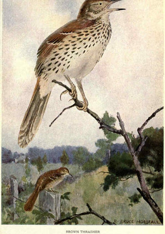 Reproducción/Reproduction 6302725176: Portraits and habits of our birds v.2. New York city :National association of Audubon societies,1920- 