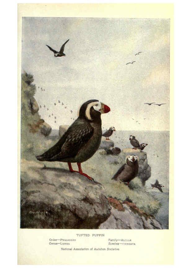 Reproducción/Reproduction 6302199707: Portraits and habits of our birds v.2. New York city :National association of Audubon societies,1920- 