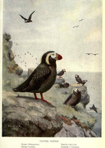 Reproducción/Reproduction 6302199707: Portraits and habits of our birds v.2. New York city :National association of Audubon societies,1920- 