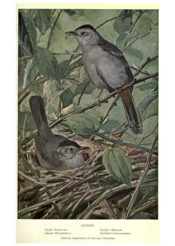 Reproducción/Reproduction 6302200125: Portraits and habits of our birds v.2. New York city :National association of Audubon societies,1920- 