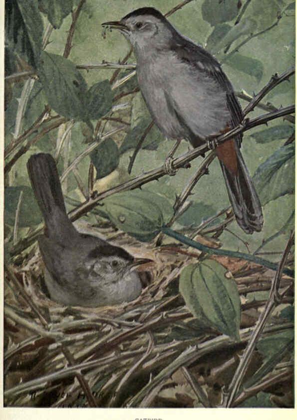 Reproducción/Reproduction 6302200125: Portraits and habits of our birds v.2. New York city :National association of Audubon societies,1920- 