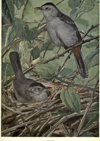 Reproducción/Reproduction 6302200125: Portraits and habits of our birds v.2. New York city :National association of Audubon societies,1920- 