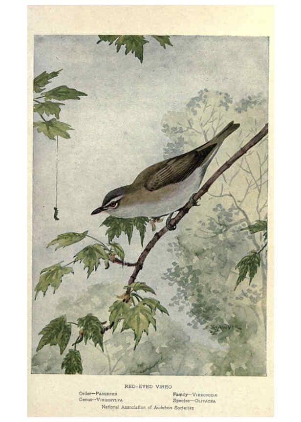 Reproducción/Reproduction 6302210025: Portraits and habits of our birds v.2. New York city :National association of Audubon societies,1920- 