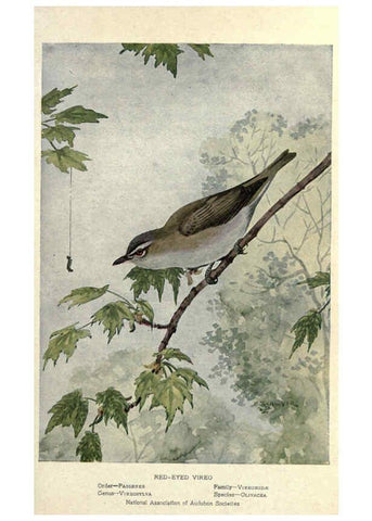 Reproducción/Reproduction 6302210025: Portraits and habits of our birds v.2. New York city :National association of Audubon societies,1920- 