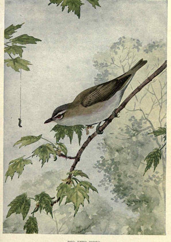 Reproducción/Reproduction 6302210025: Portraits and habits of our birds v.2. New York city :National association of Audubon societies,1920- 