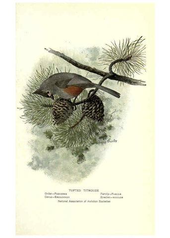 Reproducción/Reproduction 6302726266: Portraits and habits of our birds v.2. New York city :National association of Audubon societies,1920- 