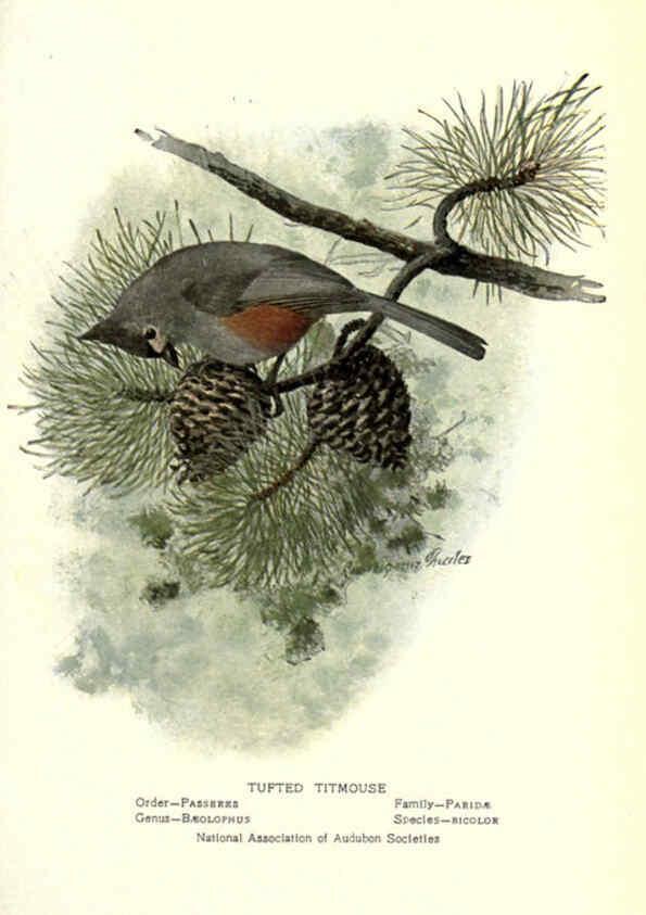 Reproducción/Reproduction 6302726266: Portraits and habits of our birds v.2. New York city :National association of Audubon societies,1920- 