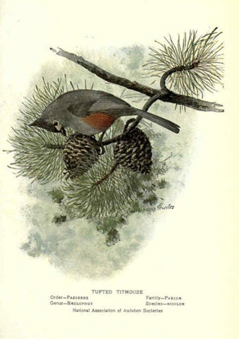 Reproducción/Reproduction 6302726266: Portraits and habits of our birds v.2. New York city :National association of Audubon societies,1920- 