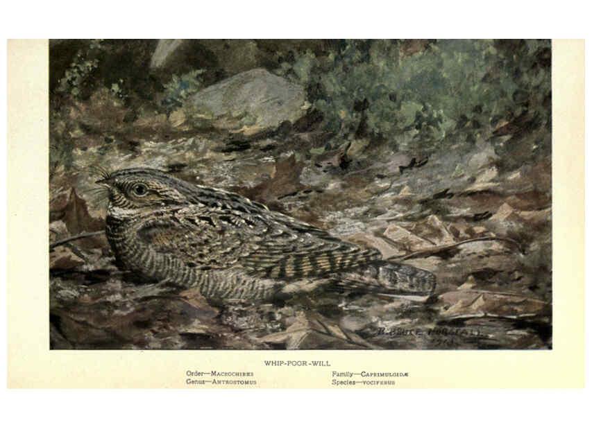 Reproducción/Reproduction 6302727040: Portraits and habits of our birds v.2. New York city :National association of Audubon societies,1920- 