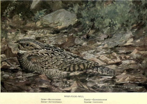 Reproducción/Reproduction 6302727040: Portraits and habits of our birds v.2. New York city :National association of Audubon societies,1920- 