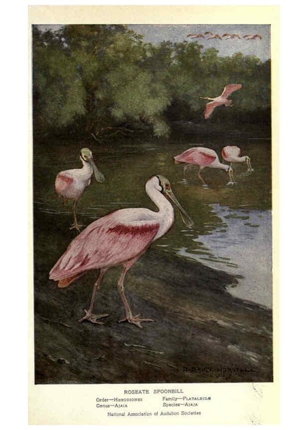 Reproducción/Reproduction 6302201559: Portraits and habits of our birds v.2. New York city :National association of Audubon societies,1920- 