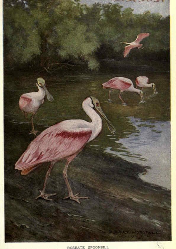 Reproducción/Reproduction 6302201559: Portraits and habits of our birds v.2. New York city :National association of Audubon societies,1920- 