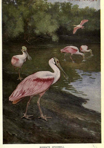 Reproducción/Reproduction 6302201559: Portraits and habits of our birds v.2. New York city :National association of Audubon societies,1920- 