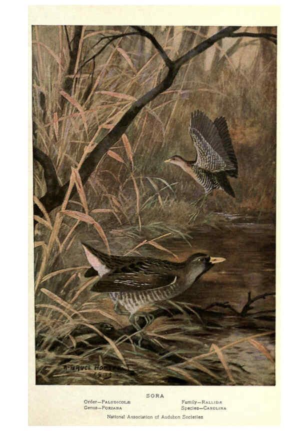 Reproducción/Reproduction 6302201803: Portraits and habits of our birds v.2. New York city :National association of Audubon societies,1920- 