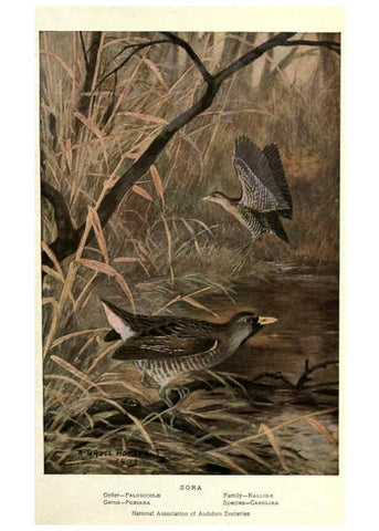 Reproducción/Reproduction 6302201803: Portraits and habits of our birds v.2. New York city :National association of Audubon societies,1920- 