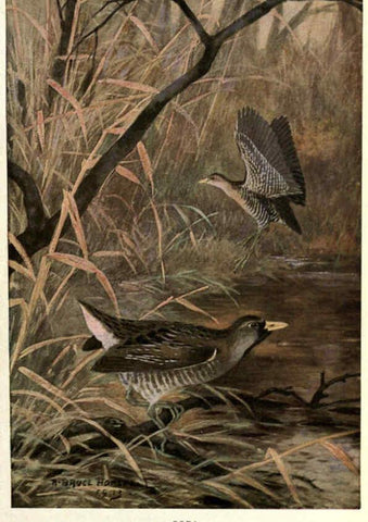 Reproducción/Reproduction 6302201803: Portraits and habits of our birds v.2. New York city :National association of Audubon societies,1920- 