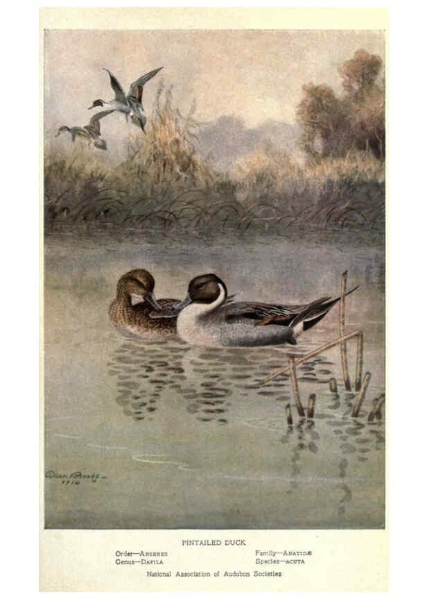 Reproducción/Reproduction 6302202057: Portraits and habits of our birds v.2. New York city :National association of Audubon societies,1920- 