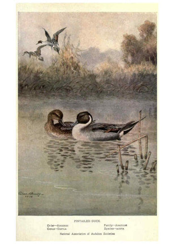 Reproducción/Reproduction 6302202057: Portraits and habits of our birds v.2. New York city :National association of Audubon societies,1920- 