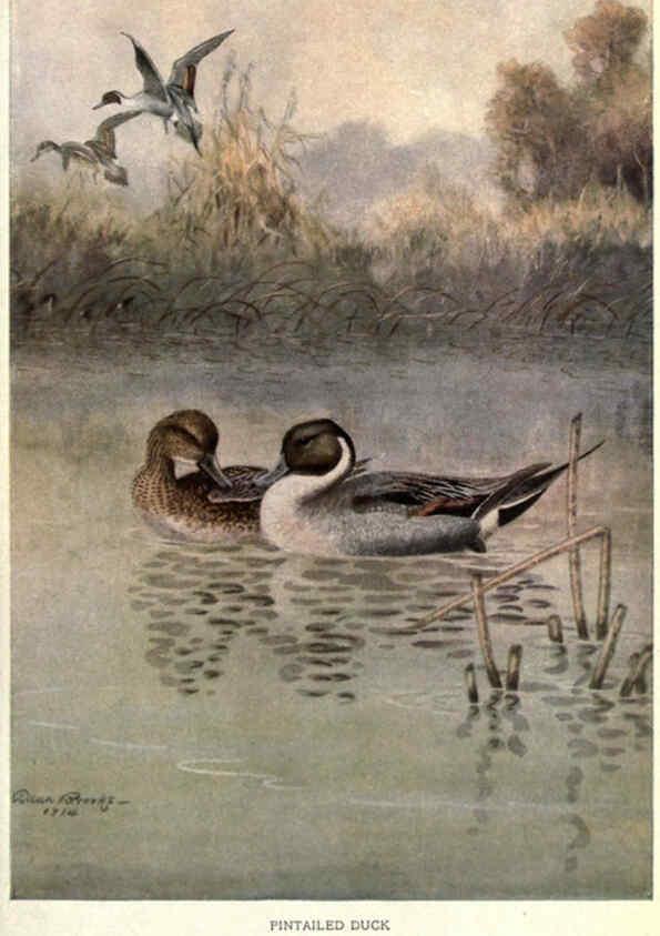 Reproducción/Reproduction 6302202057: Portraits and habits of our birds v.2. New York city :National association of Audubon societies,1920- 