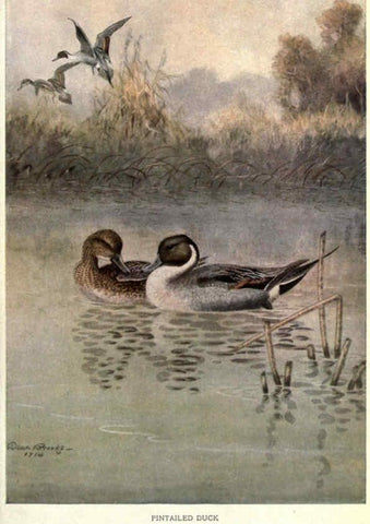 Reproducción/Reproduction 6302202057: Portraits and habits of our birds v.2. New York city :National association of Audubon societies,1920- 