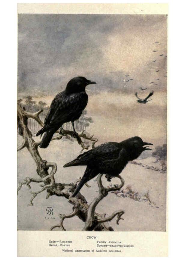 Reproducción/Reproduction 6302728260: Portraits and habits of our birds v.2. New York city :National association of Audubon societies,1920- 