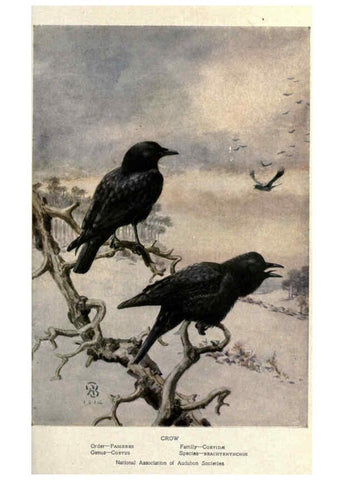 Reproducción/Reproduction 6302728260: Portraits and habits of our birds v.2. New York city :National association of Audubon societies,1920- 