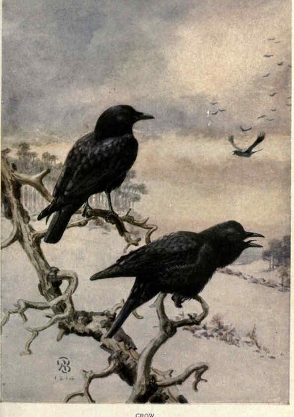 Reproducción/Reproduction 6302728260: Portraits and habits of our birds v.2. New York city :National association of Audubon societies,1920- 