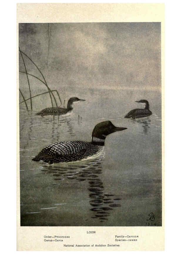 Reproducción/Reproduction 6302202649: Portraits and habits of our birds v.2. New York city :National association of Audubon societies,1920- 